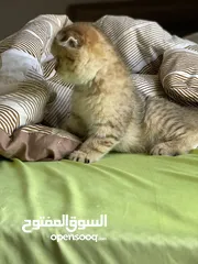  7 قطة سكوتش فولد مكس جولدن تابي جميلة جدا و لعوبة العمر ثلث اشهر متعودة على اليتر بوكس