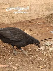  2 عشرين فرخة بلدي وبناديق عمر شهرين نظاف وصحتهم ميه ميه سارحات .