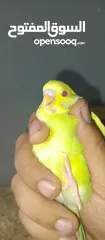  1 ذكر البينو
