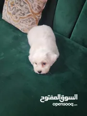  2 للبيع كلب مالتيز  مالطي