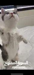  9 قطط للتبني