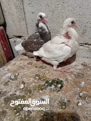  4 زغاليل طازجه جاهزه للطبخ الجوز 2.50 من الآخر مهما كانت الكميه