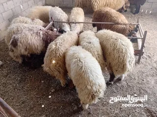  8 بيع جميع الانواع الاغنام