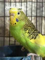  4 عصافير حب للبيع