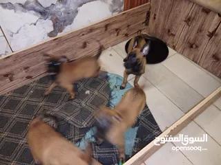  4 بالجيم ماليونو