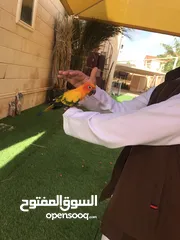  3 زوج صن كنيور