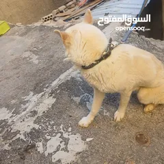  7 اناثي هاسكي