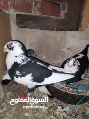  10 بسم الله والصلاه على رسول الله فحول طيور حمام وجواز للبيع