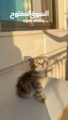  6 قطط صغيرة عمر 3 أشهر عدد 6 للبيع