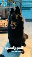  3 German shepherd male for stud