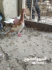  12 متاح جواز و حبات فلت موجودات طبربور سعرهن كويس
