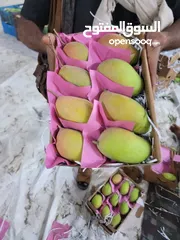  8 مانجوه تيمور يمني فاخر   Mango Timur is a luxurious Yemeni