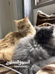  4 قطط للتبني