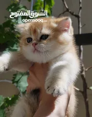  1 ذكر سكوتش ستريت جولدن