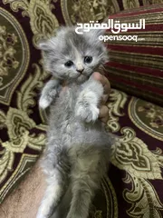  1 كتن سكوتش فولد & هيمالايا