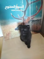  6 Britch/Scottch cat.. 2 months old