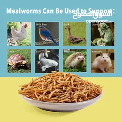  3 دود قبابي /ميل ورم /Mealworm