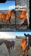  1 خيل عرب اصيل العمر بين 4-5