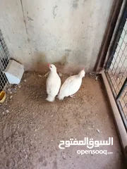  1 شنار ابيض للبيع