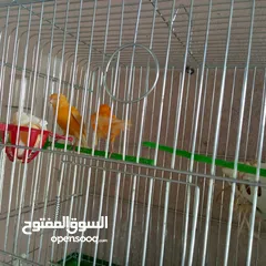  12 كنار للبيع