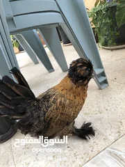  1 للبيع بسعر مغري جدًا