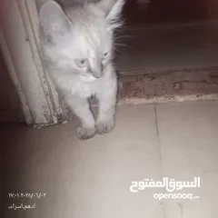  4 قط هاملاي ذكر للبيع
