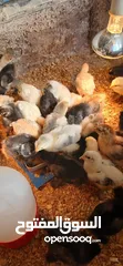  5 يووجد صيصان براهما بف جامبو  صيصان باكستاني من اهالي فخمات  صيصان حبش