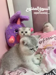  10 Scotch fold kittens