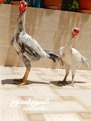  2 جاج ألماني