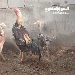  3 متاح ادخل للوصف