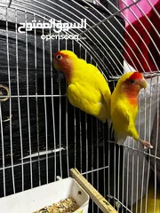  2 جوز روز لاتينو عين حمرة تحتهم اربع بيضات مع قفص ثلث معالف جديد وكوخ كبير جديد