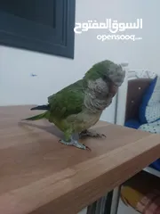  1 ببغاء كويكر