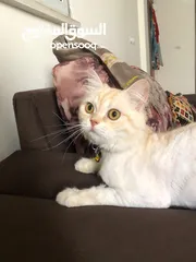  1 بس للتبني موجود بنابلس