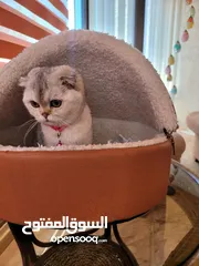  1 أنثى بيور سكوتش فولد للبيع