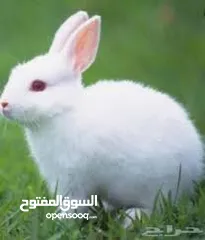  16 ارنب  ارنوب  فرنسي ابيض صغير نظيف