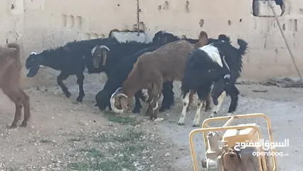  4 10جدايه لحم طيبات