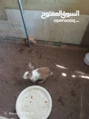 3 ارانب للبيع