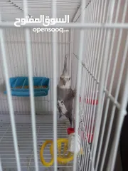  1 فحل كوكتيل وايت فيس ابو فراخ