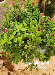  6 الحديقه والمنزل جميع انواع الاشجار المثمرة والأشجار الحرجيه ونباتات الزينة