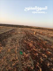  6 بالات تبن قمح للبيع