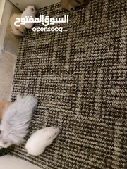  6 hamster هامستر للبيع عدد 7