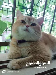  2 قط سكوتش للبيع