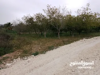  13 ارض للبيع في الحمه الاردنيه مزروع جوافه وكل انواع الحمضيات بثلاثه قواشين مستقلات ومتلاصقات لمالك واح