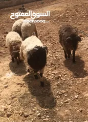  1 خرفان اضاحي اعمار عشر شهور