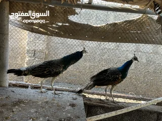  4 فرصه للبيع مجموعة طيور ب اسعار مميزه  شاهد الوصف