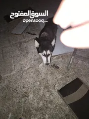  6 موجود كلبة هاسكي انثى للبيع