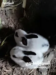  6 ارانب فرنسيه اعمار مختلفه عمرشهر 3دنانير