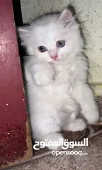  1 قط شيرازي جميل للبيع العمر 3 شهور