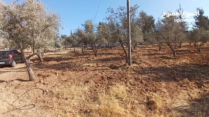  5 للبيع قطعه ارض 1 دونم الطنيب كافه الخدمات سكن ب