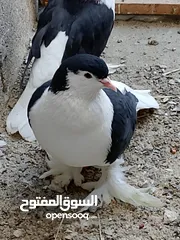  2 زوج بطاريق وياهن تك نثيه